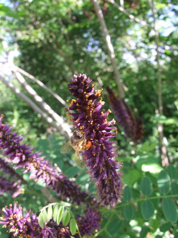 Amorpha fruticosa / Indaco bastardo (pianta coltivata)